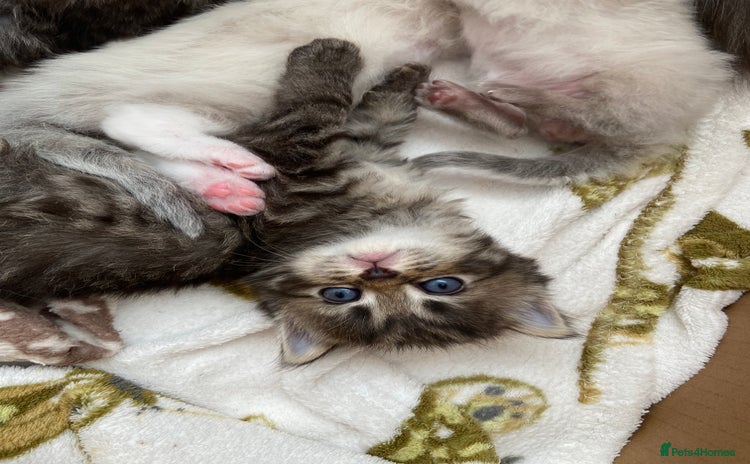 Ragdoll cats - Advert 1