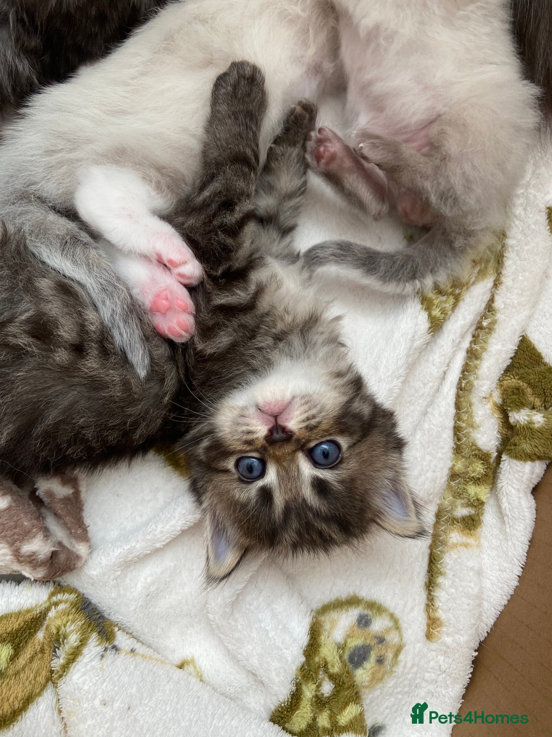 Ragdoll cats for sale: Adorable Ragdoll x Chinchilla Tabby - Image 1