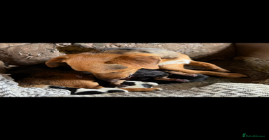 Jack Russell dogs - Advert 11