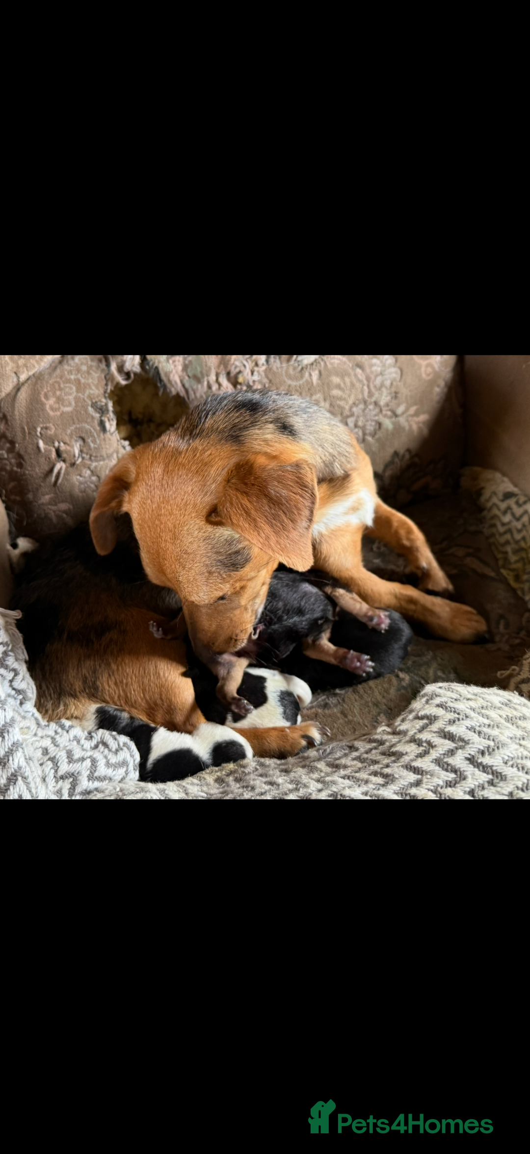 Jack Russell dogs for sale: Stunning Short-legged Jack Russell pups  - Image 5