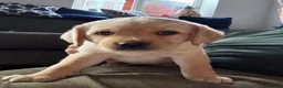 Labrador Retriever dogs for sale: Stunning Lab Puppies available to leave in 2 weeks - Advert 6