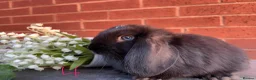 Mini Lop rabbits for sale: 🥕🐰Beautiful mini lops🐰🥕 - Advert 9