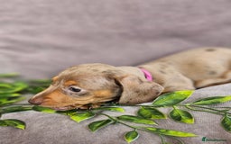 Miniature Dachshund dogs for sale: LAST PUPPY REMAINING Dapple Miniature Dachshunds  - Image 11
