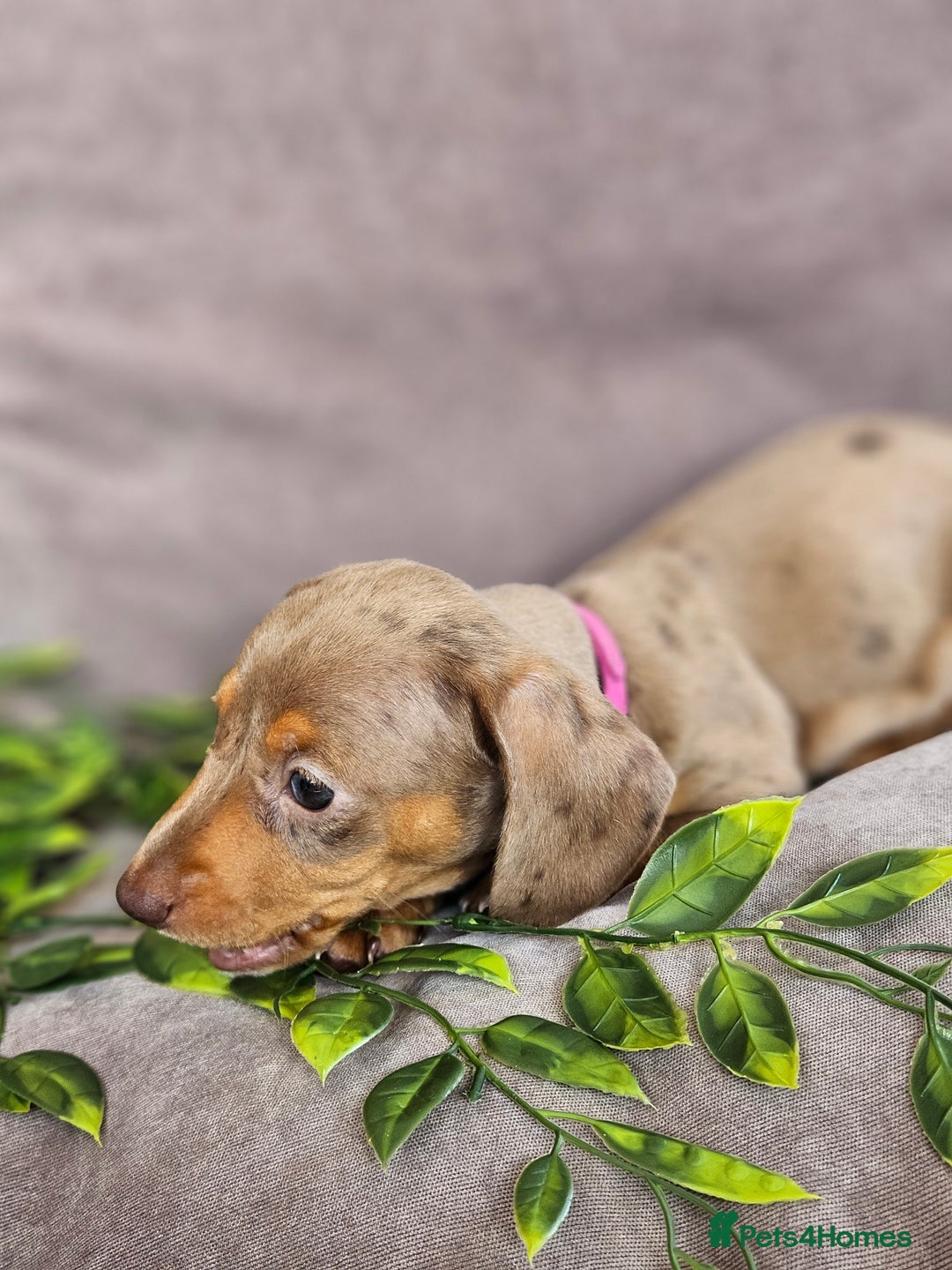 Miniature Dachshund dogs for sale: LAST PUPPY REMAINING Dapple Miniature Dachshunds  - Image 11