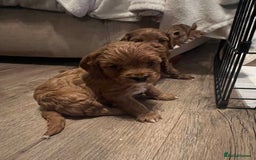 Cavapoo dogs for sale: Gorgeous Cavapoo's - Image 10
