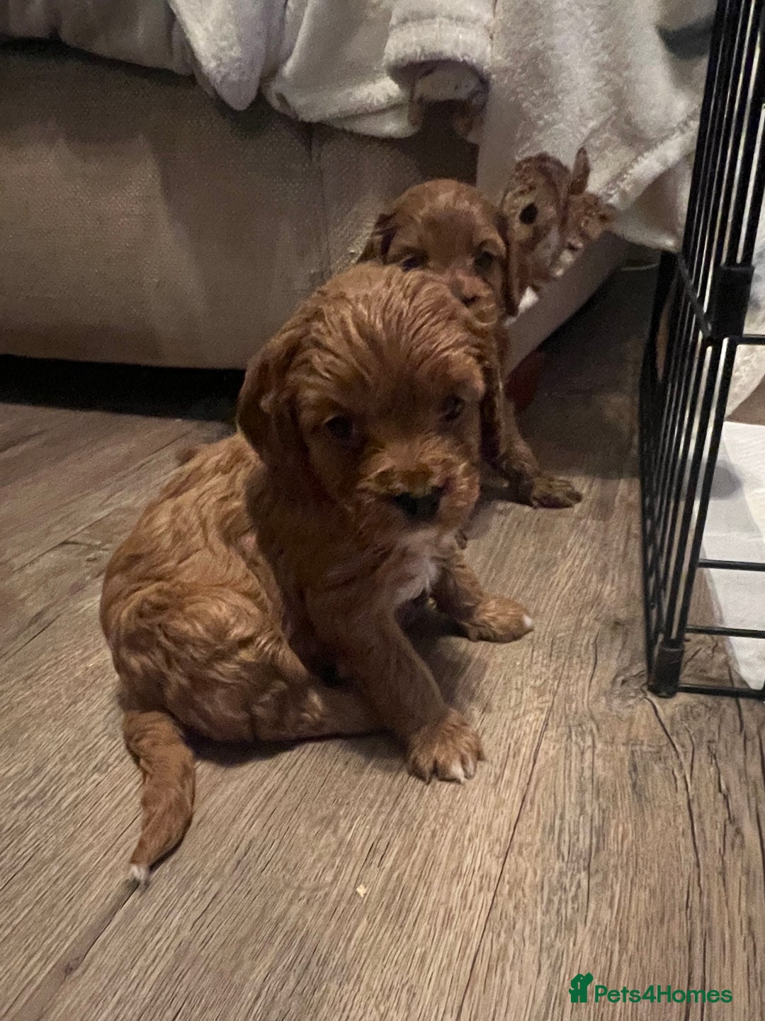 Cavapoo dogs for sale: Gorgeous Cavapoo's - Image 10