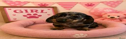 Miniature Dachshund dogs for sale: ** PRA CLEAR MINI DACHSHUND PUPPIES ** - Advert 8