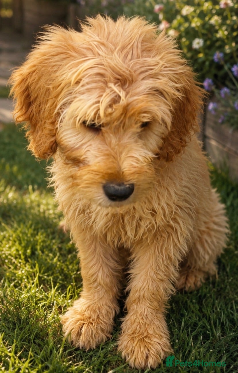 Mini Goldendoodle dogs Health-Tested Family Happy Sociable Goldendoodles - Advert 2