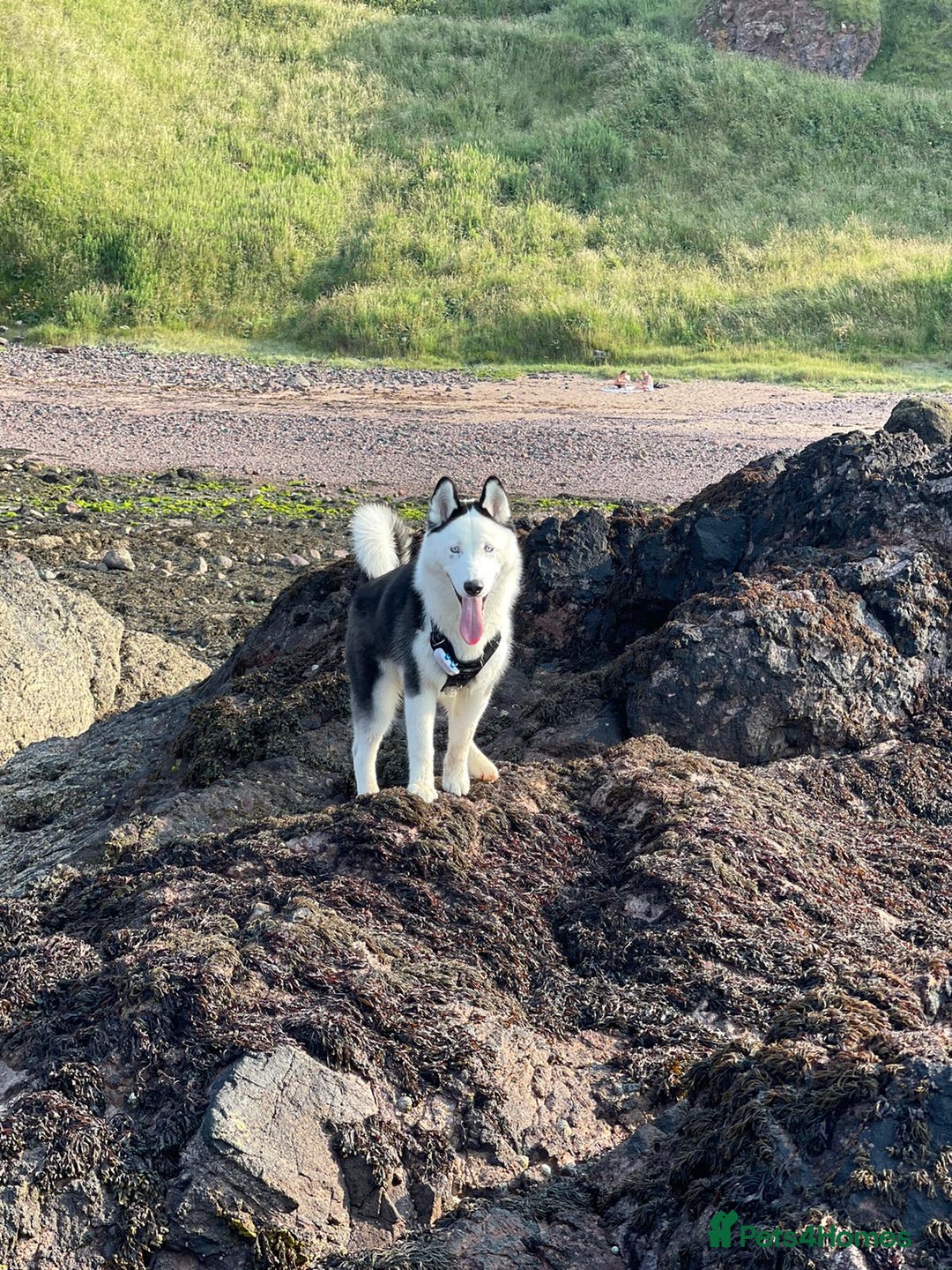 Siberian Husky dogs for stud: Stunning Blue eye Sibrian Husky for Stud in Liverpool - Image 9