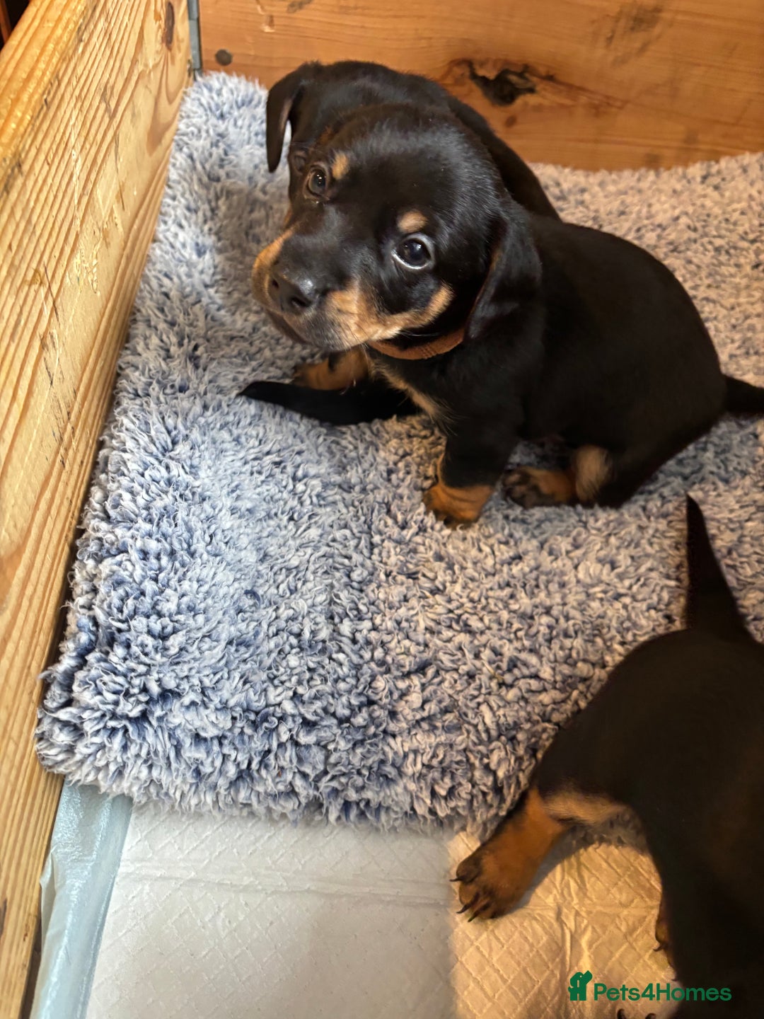 Mixed Breed dogs for sale: Jack Russell x Dachshund - Image 3