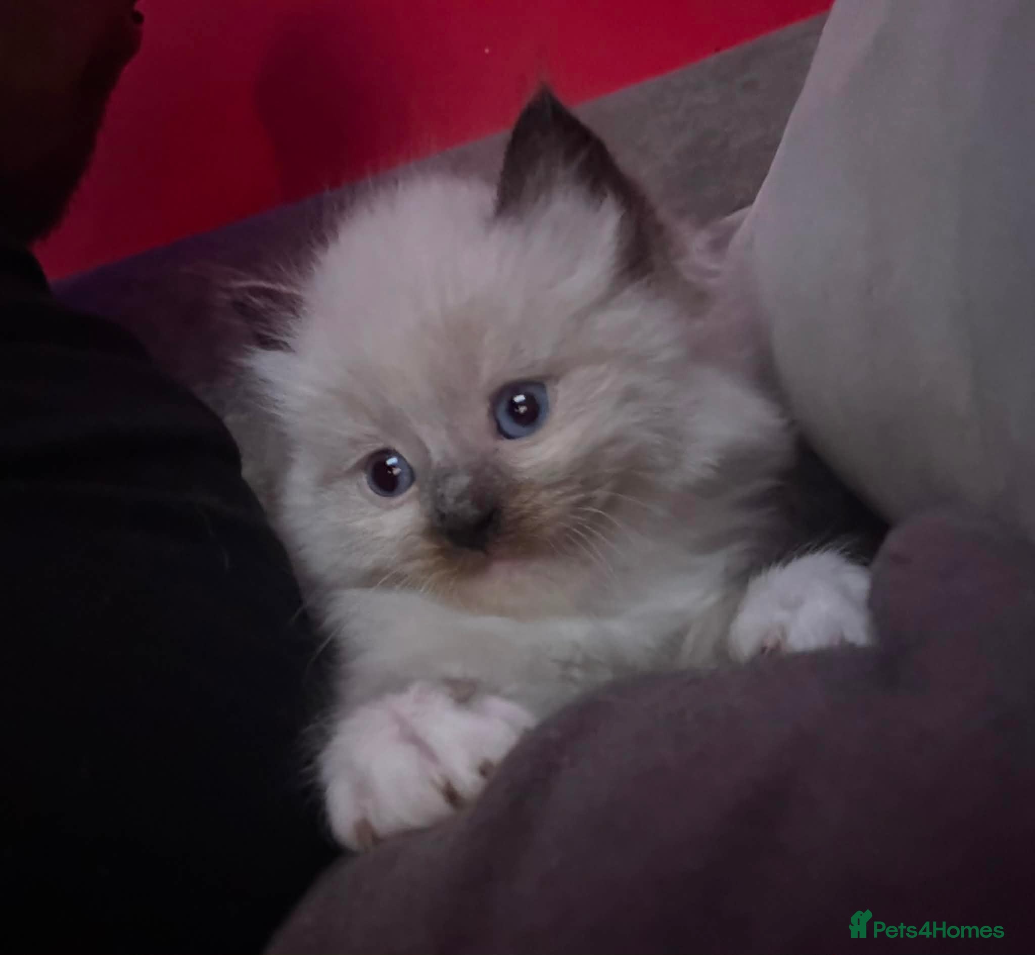 Ragdoll cats Stunning Ragdoll kittens  - Advert 2