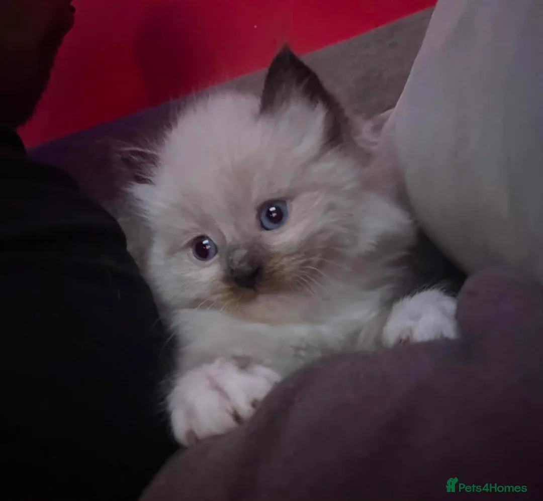 Ragdoll cats for sale: Stunning Ragdoll kittens (ready now) - Advert 2
