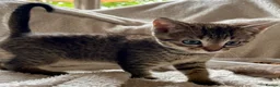 Bengal cats for sale: Glittery Bengal X With Famous References! - Advert 9