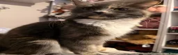 Maine Coon cats for sale: Maine coon mix - Advert 4
