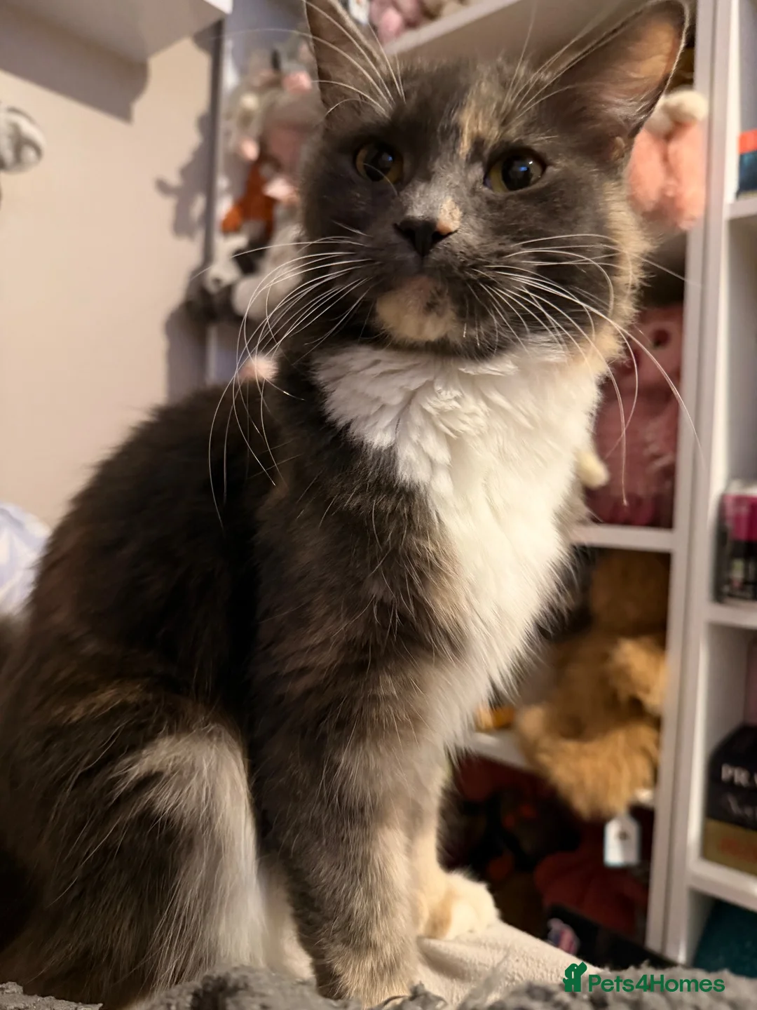 Maine Coon cats for sale: Maine coon mix - Advert 4