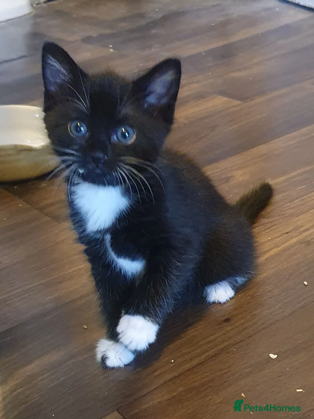 Mixed Breed cats for sale: Two cute and characterful female tuxedo kittens in London - Advert 1