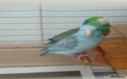 Parrots birds for sale: Bonding pair of parrotlets and conures  - Image 16