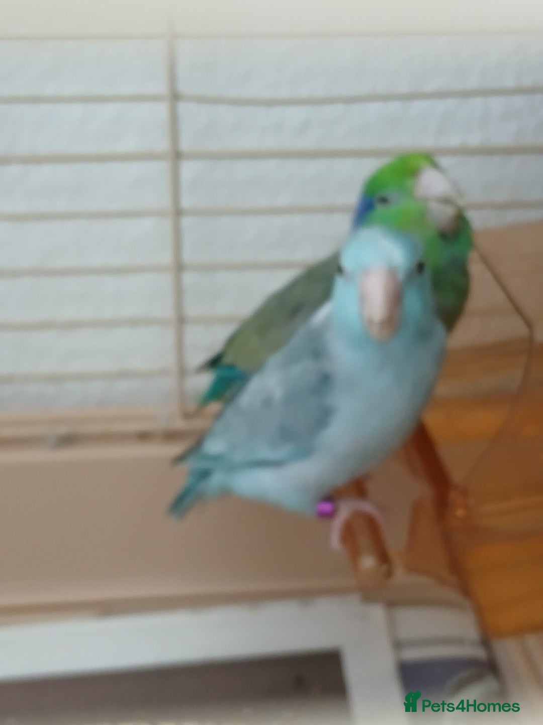 Parrots birds for sale: Bonding pair of parrotlets and conures  - Image 16