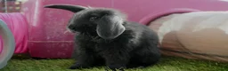 Mixed Breed rabbits for sale: Beautiful Rabbits - READY TO LEAVE - Advert 9