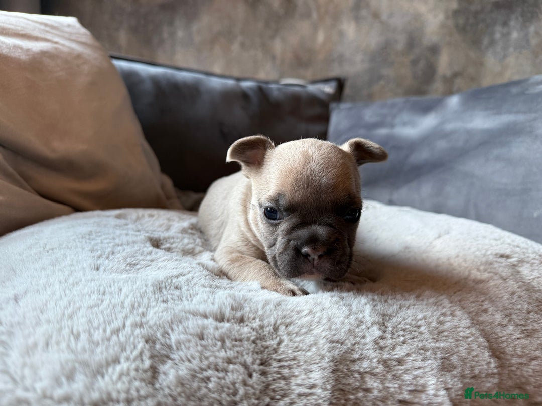 French Bulldog dogs for sale: Beautiful litter of Frenchies - Image 5