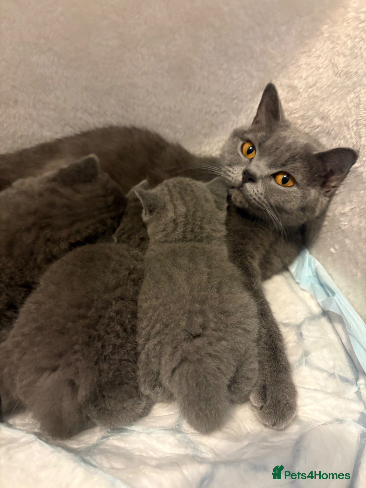 British Shorthair cats British shorthair kittens  - Advert 3