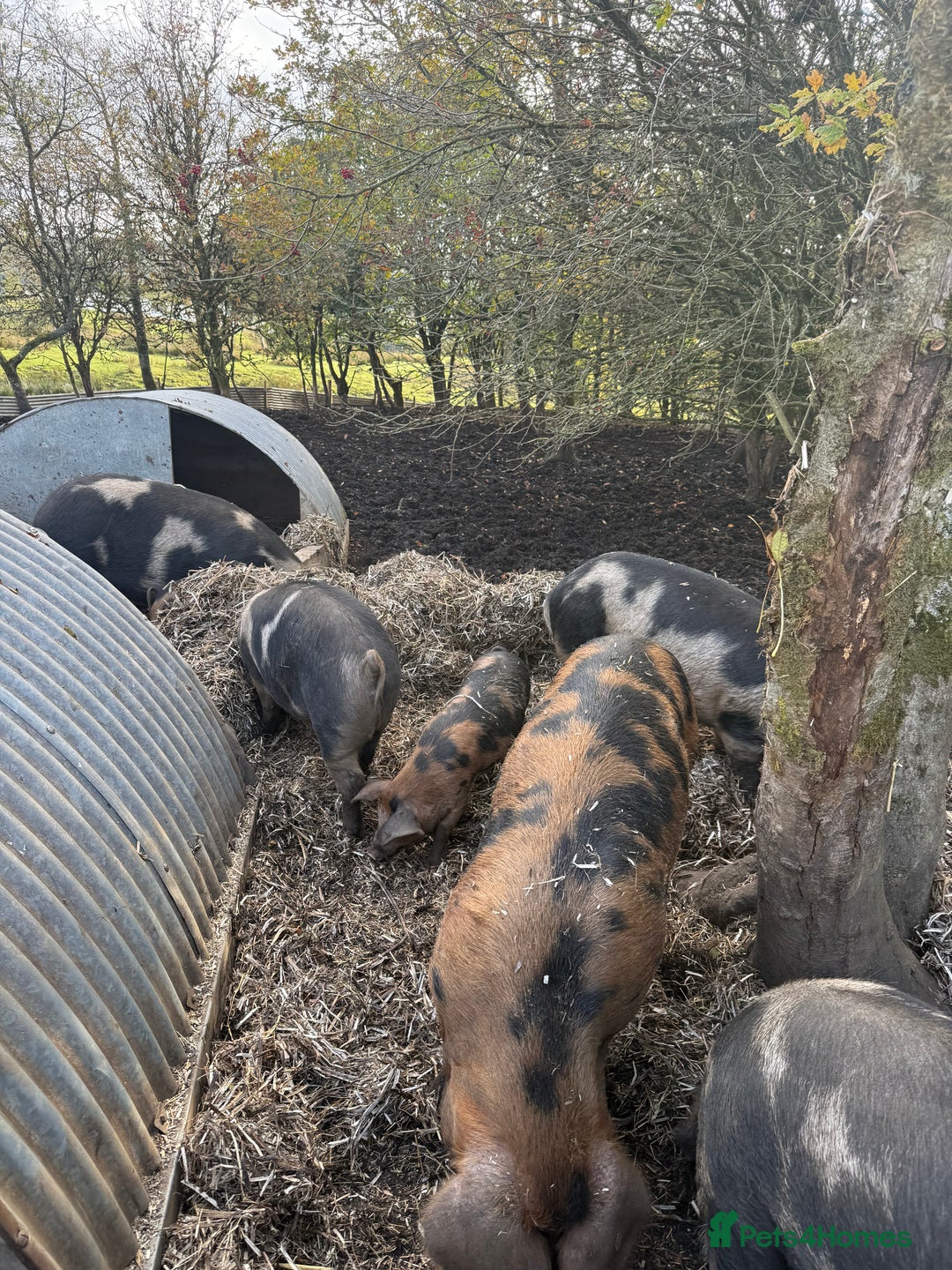 Pig livestock for sale: Oxford sandy and blacks  - Advert 5