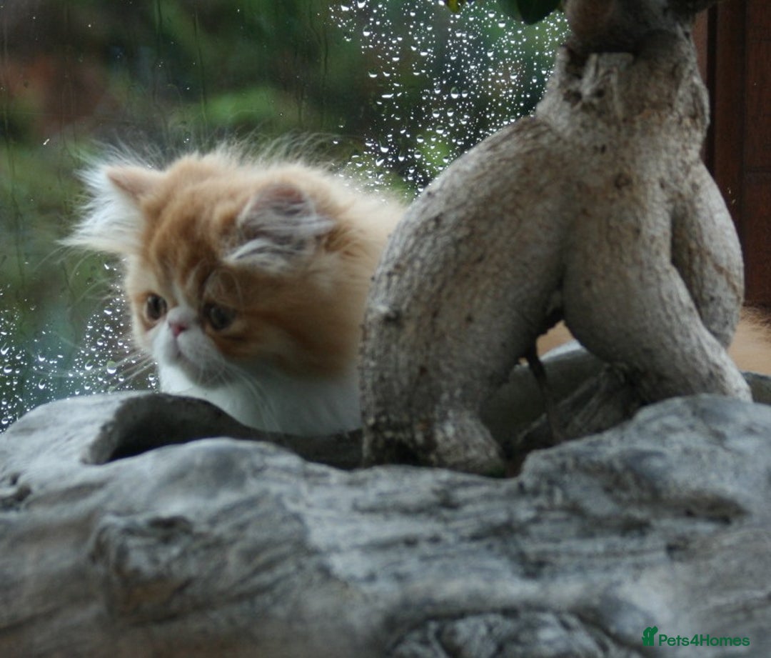 Persian cats for sale: Fluffy Persian Exotic kittens - Image 22