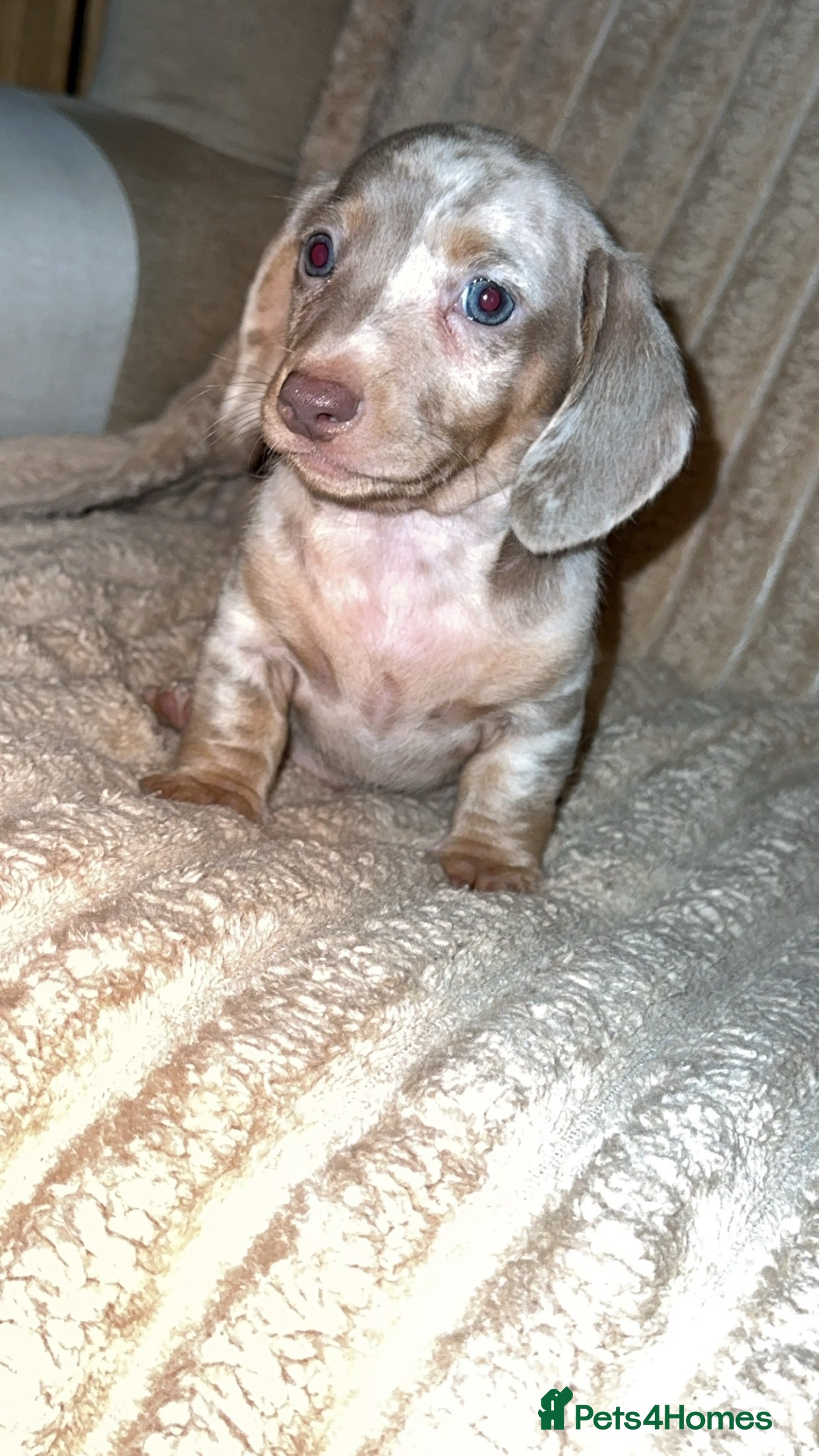 Miniature Dachshund dogs PUPPYS PRICE DROP😍 - Advert 15