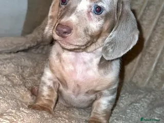 Miniature Dachshund dogs PUPPYS PRICE DROP😍 - Advert 15