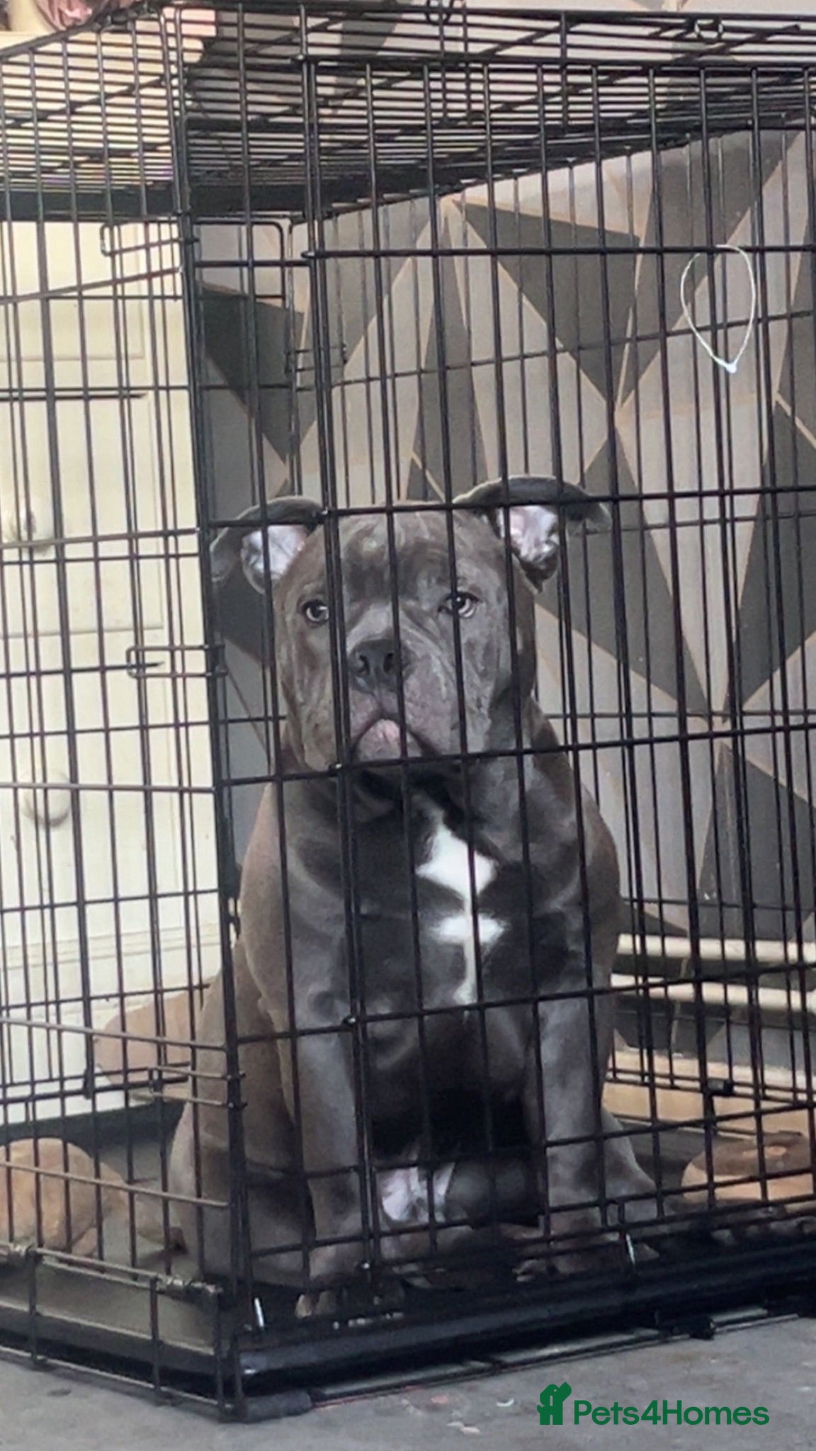 Mixed Breed dogs Micro bully - Advert 1