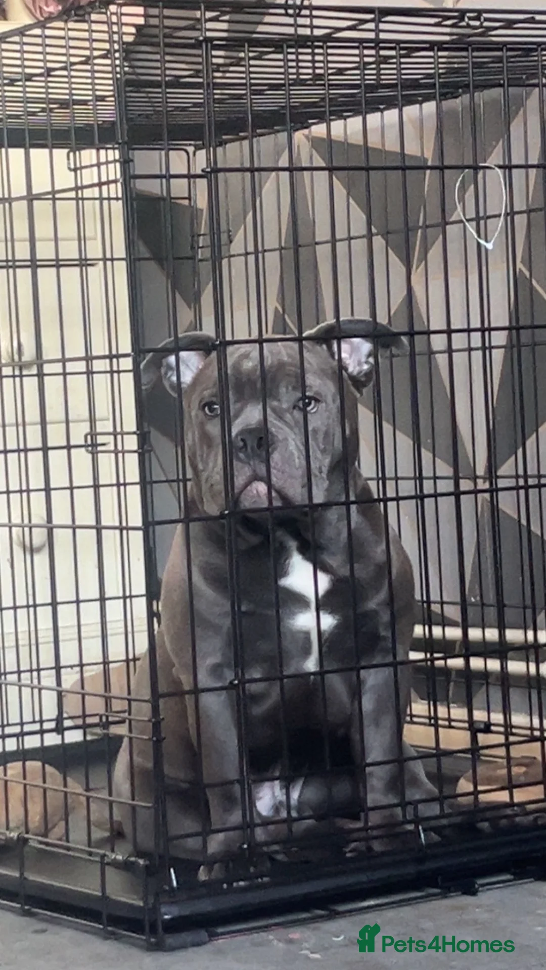 Mixed Breed dogs for sale: Micro bully in London - Advert 1