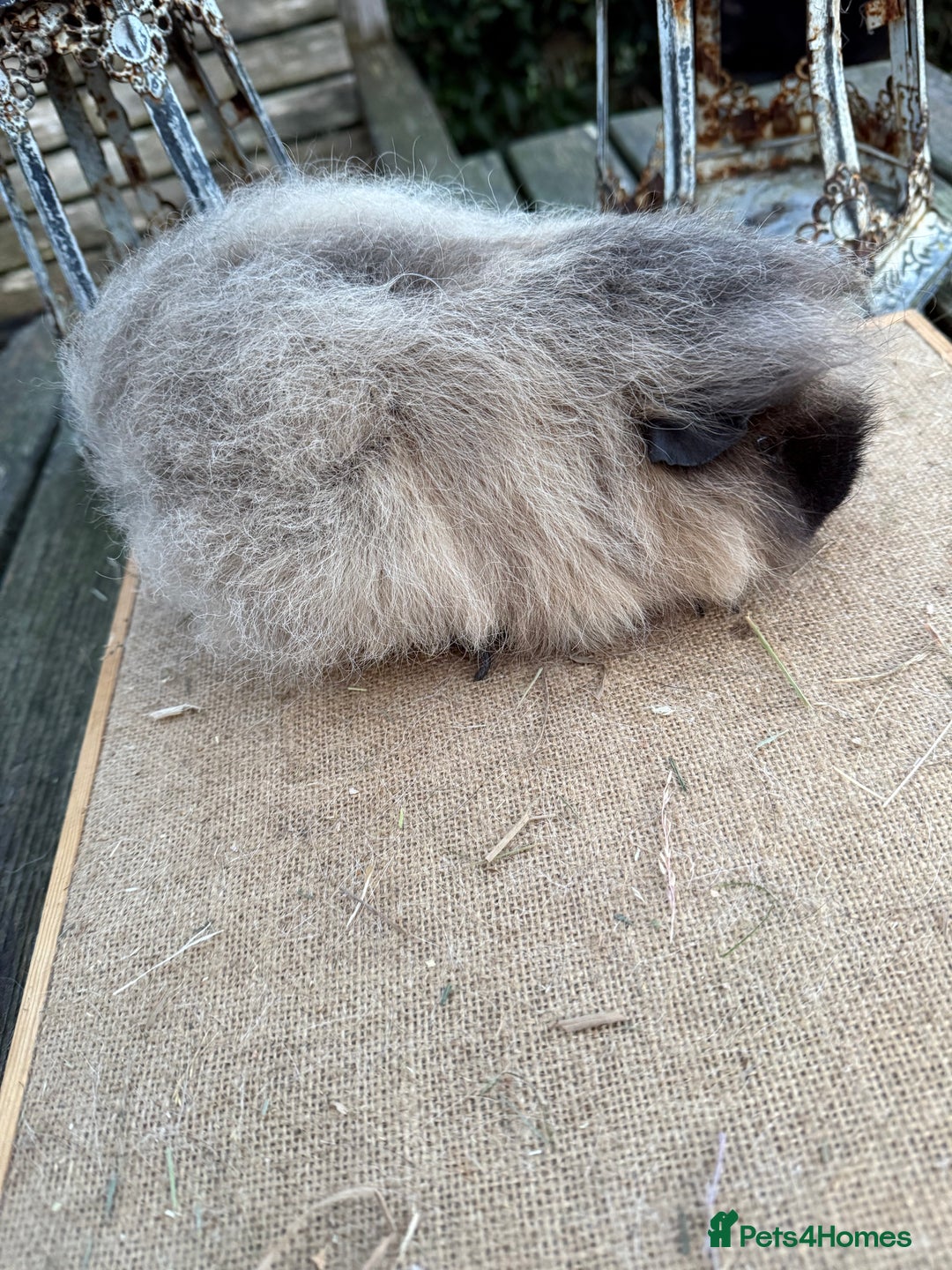 Guinea Pig rodents for sale: Pure bred California & Swiss guineapigs  - Advert 12