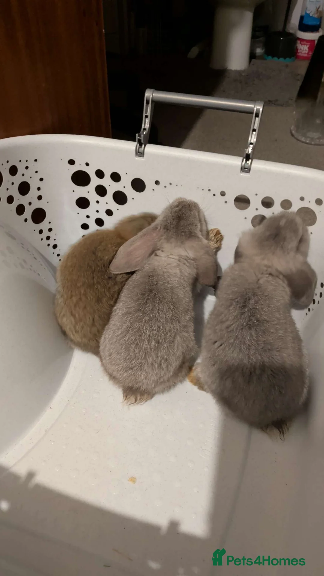 Mini Lop rabbits for sale: Mini lop bunnys - Advert 1