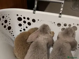 Mini Lop rabbits Mini lop bunnys - Advert 3