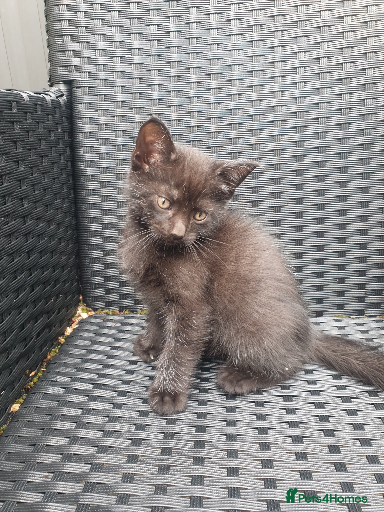 Mixed Breed cats for sale: Kittens for sale - Advert 7