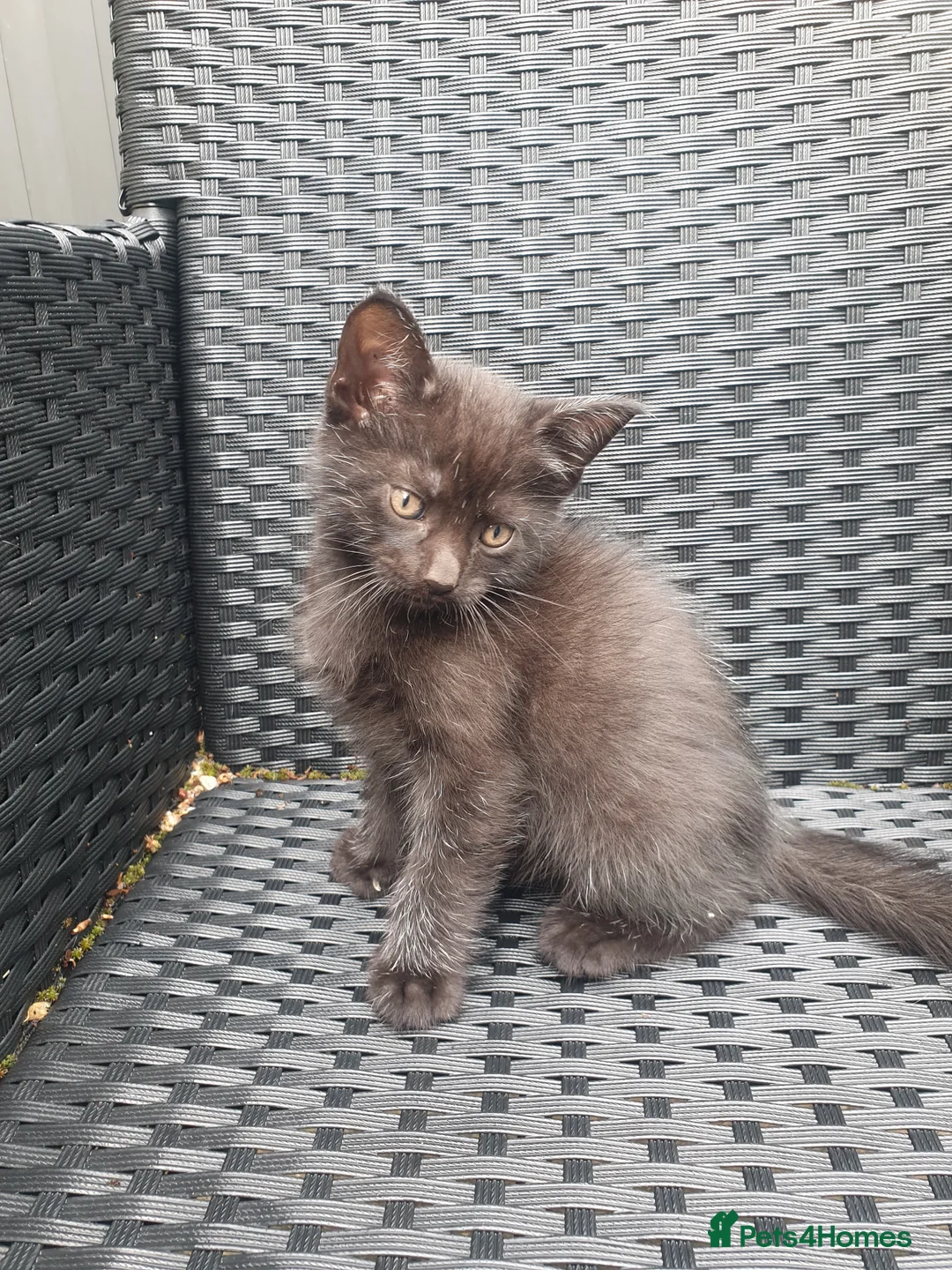 Mixed Breed cats for sale: Kittens for sale - Advert 1