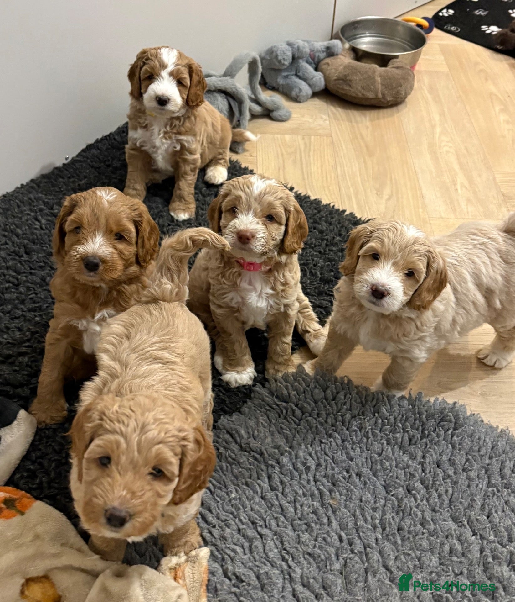 Australian Labradoodle dogs Multigen Australian Labradoodle - Advert 1