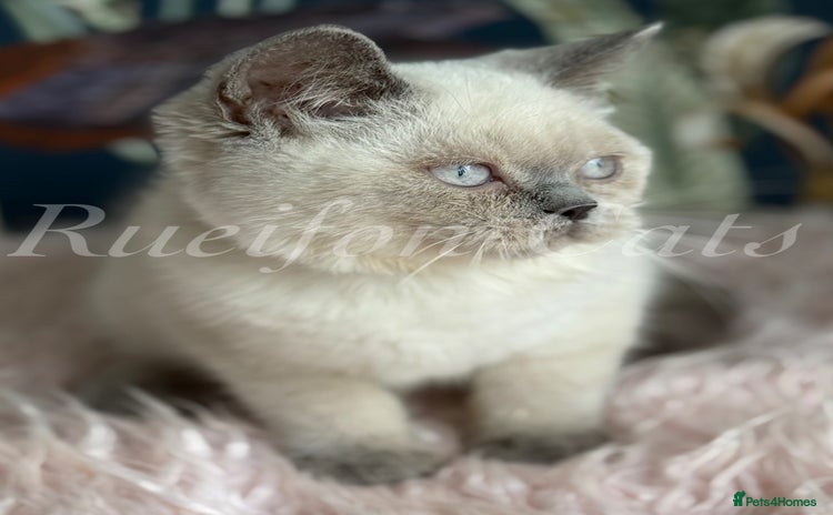 British Shorthair cats - Advert 2