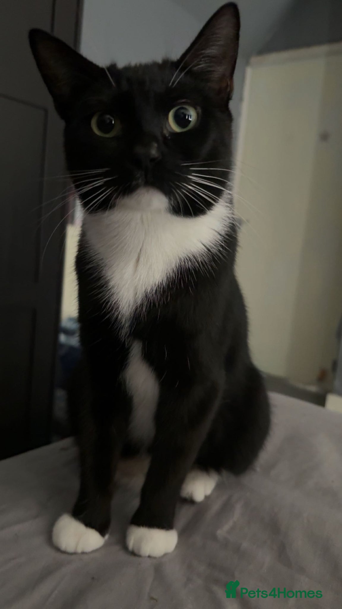 American Shorthair cats tuxedo cat - Advert 7