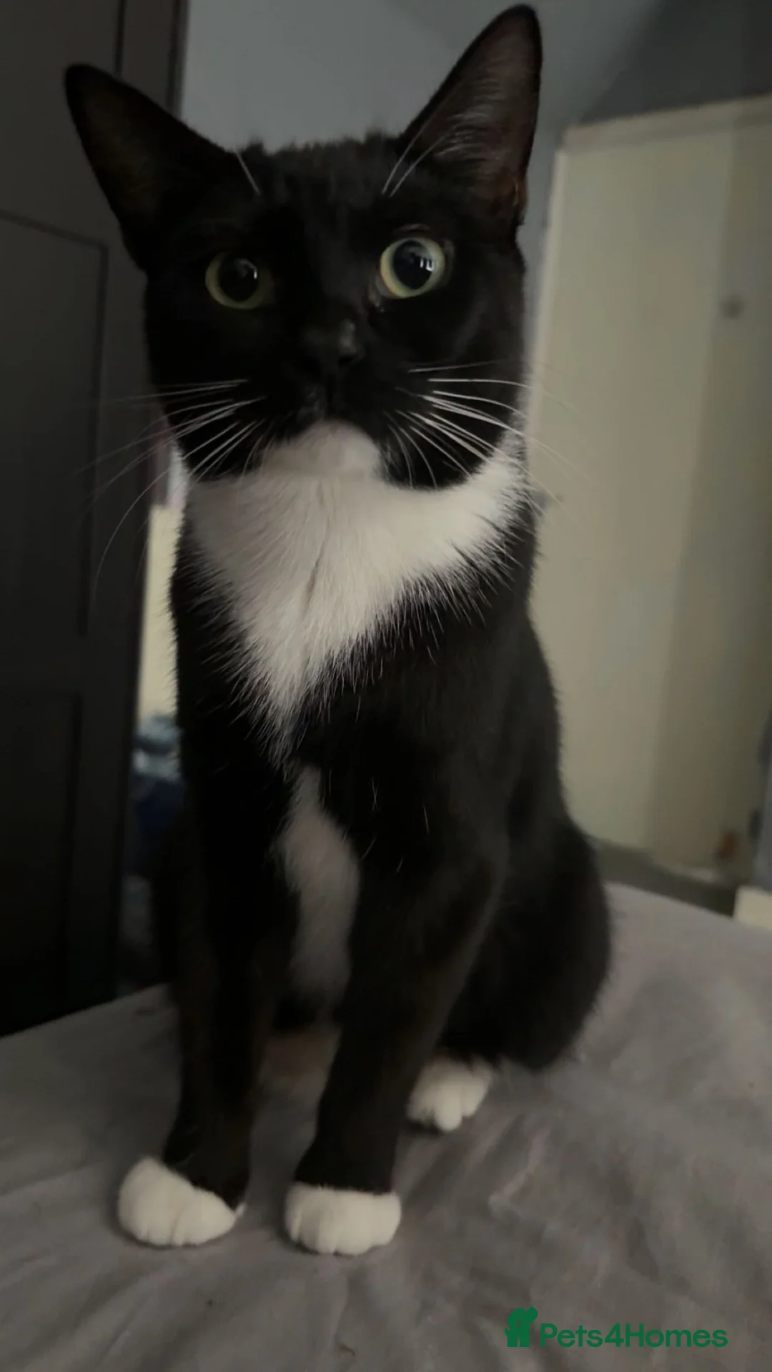 American Shorthair cats for sale: tuxedo cat - Advert 1