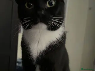 American Shorthair cats tuxedo cat - Advert 7