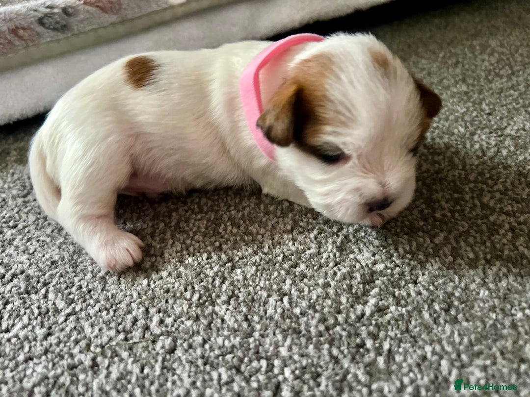 Mixed Breed dogs for sale: beautiful jack-Tzu puppies  - Image 5