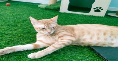 Mixed Breed cats - Advert 7