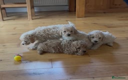 Poochon dogs for sale: Tiny farm bred teddy bear bundles of fun !  - Image 3