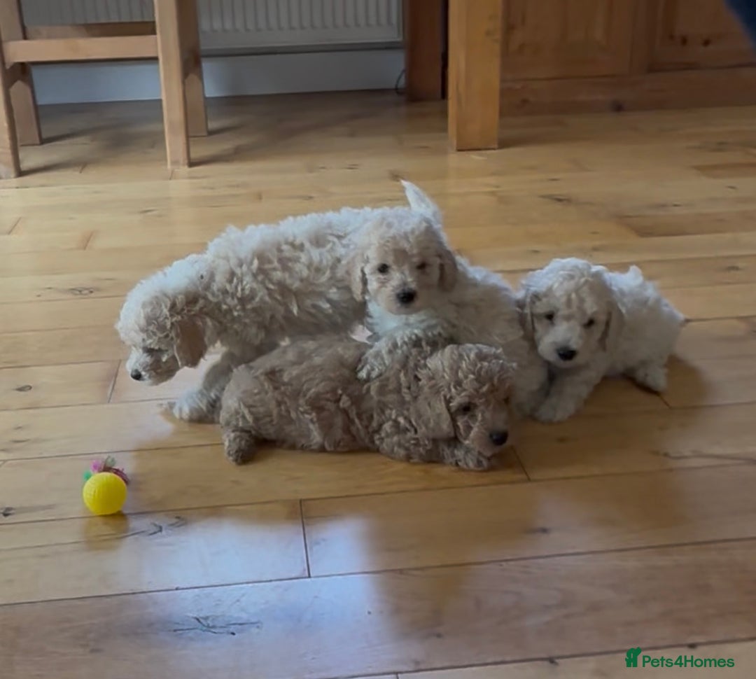 Poochon dogs for sale: Tiny farm bred teddy bear bundles of fun !  - Image 3