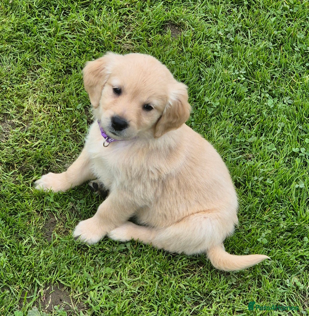 Golden Retriever dogs for sale: KC GOLDEN RETRIEVER PUPPIES  - Image 28