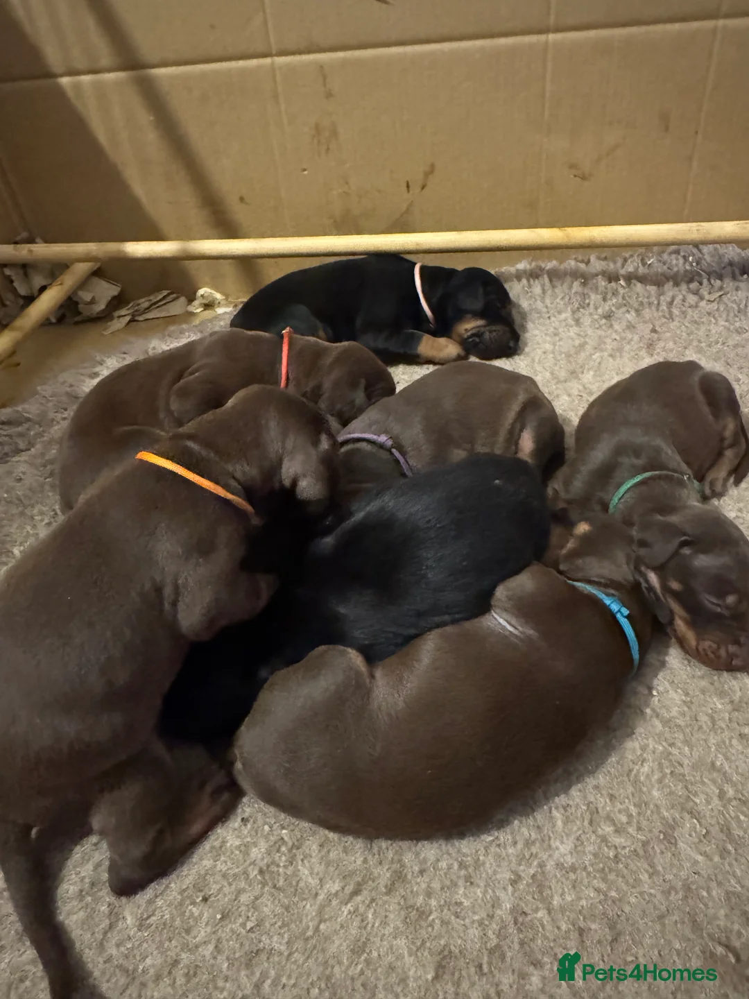 Dobermann dogs for sale: Beautiful Doberman puppies  - Advert 16