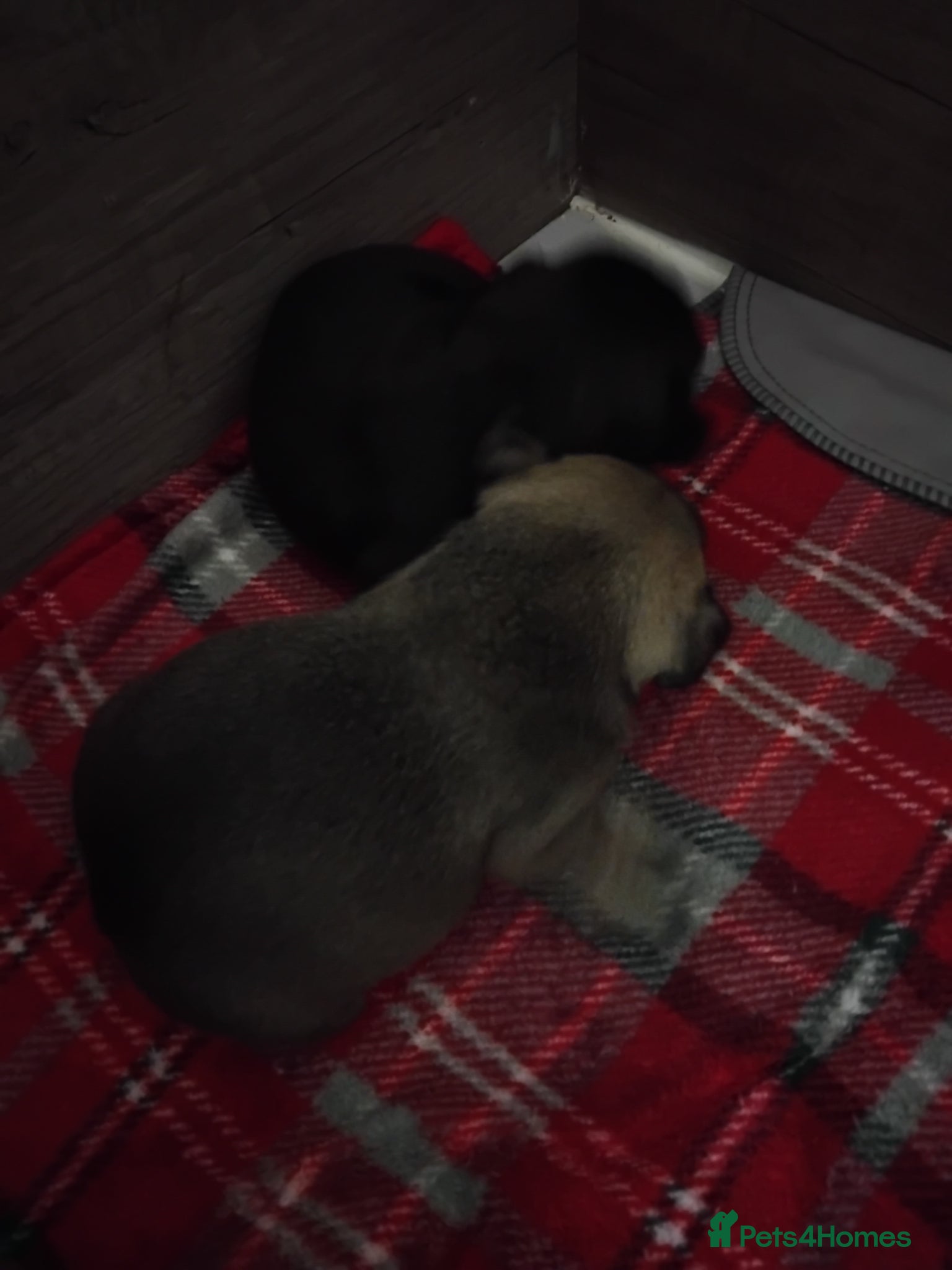 French Bulldog dogs 2 female frenchies for sale 1200  - Advert 1