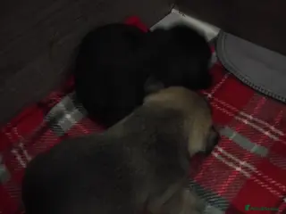 French Bulldog dogs 2 female frenchies for sale 1200 - Advert 1