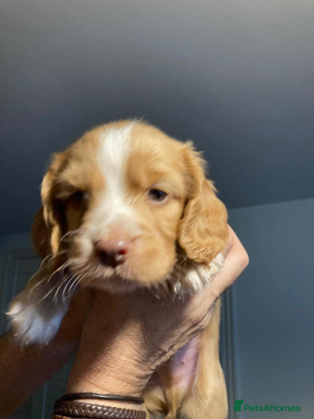 Mixed Breed dogs for sale: Gorgeous cavachon cocker spaniel puppies - Image 5